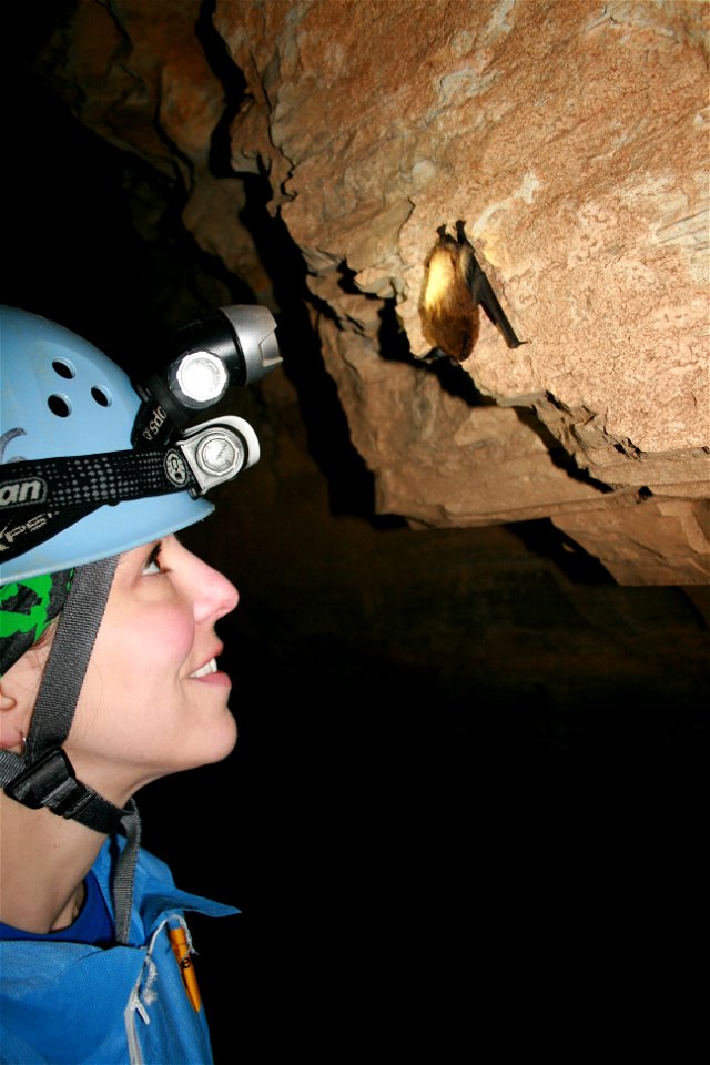 USFWS staff Ann Froschauer inspects healthy big brown bat (Eptesicus fuscus)