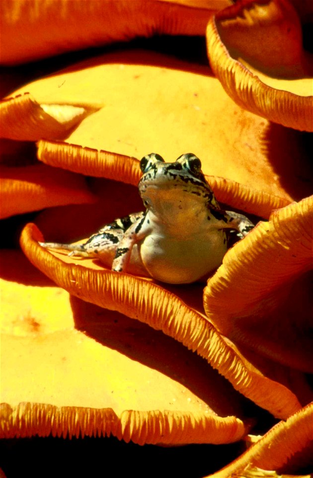 Image title: Pickerel frog amphibian animal rana palustris
Image from Public domain images website, http://www.public-domain-image.com/full-image/fauna-animals-public-domain-images-pictures/reptiles-a