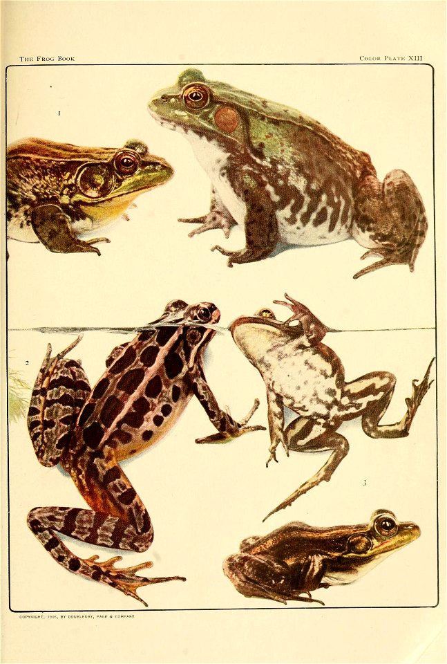 Fig. 1. — GREEN FROGS. Male and Female. [Rana clamitans Latreille. Rhode Island.] The male can be distinguished 
by the larger ear and the yellow throat. 
Fig. 2.— THE PICKEREL FROG. Female.[Rana palu