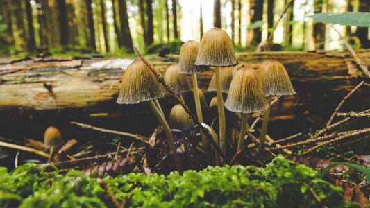 Forest floor moss mushroom photo