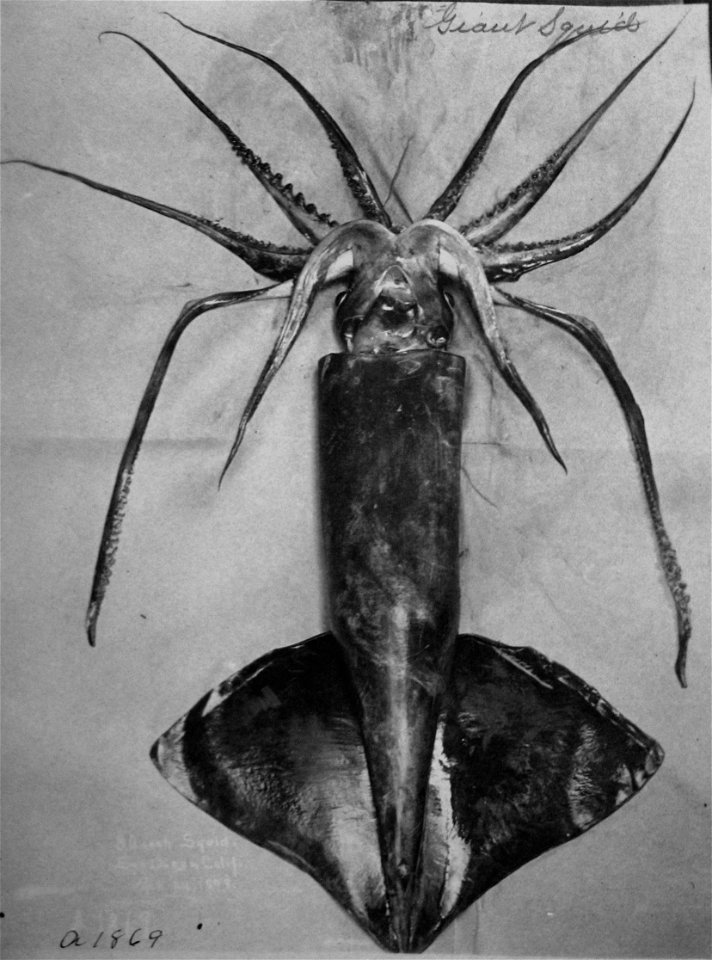 Todarodes pacificus