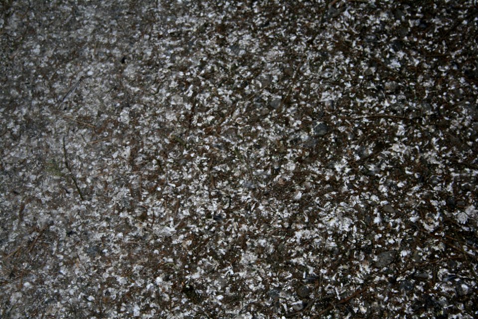 In January 2009 in Lödersdorf/Styria/Austria/Europe you could see four million bramblings (Fringilla montifringilla). They slept together in a small forest, where the ground was full of shit - see pic