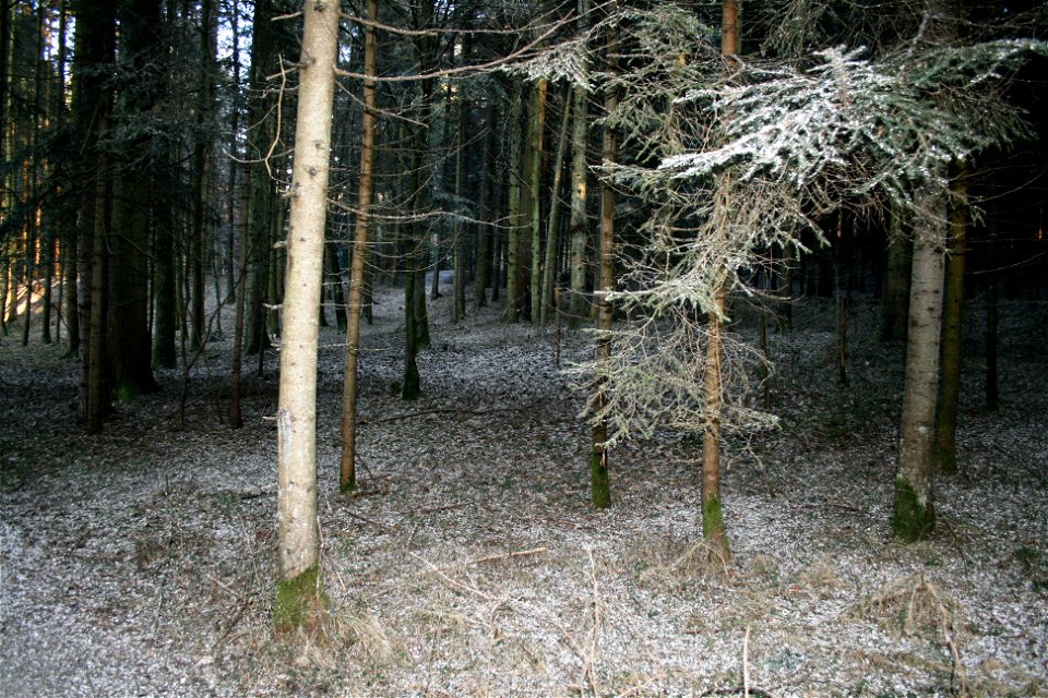 In January 2009 in Lödersdorf/Styria/Austria/Europe you could see four million bramblings (Fringilla montifringilla). They slept together in a small forest, where the ground was full of shit - see pic