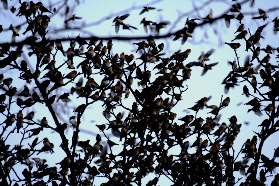 In January 2009 in Lödersdorf/Styria/Austria/Europe four million bramblings (Fringilla montifringilla) gathered together. On this picture a part of the covey.