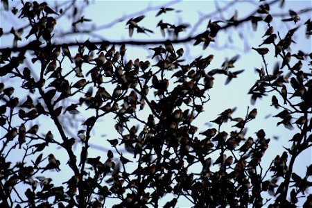 In January 2009 in Lödersdorf/Styria/Austria/Europe four million bramblings (Fringilla montifringilla) gathered together. On this picture a part of the covey. photo