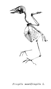 Bird skeletons. Fringilla montifringilla