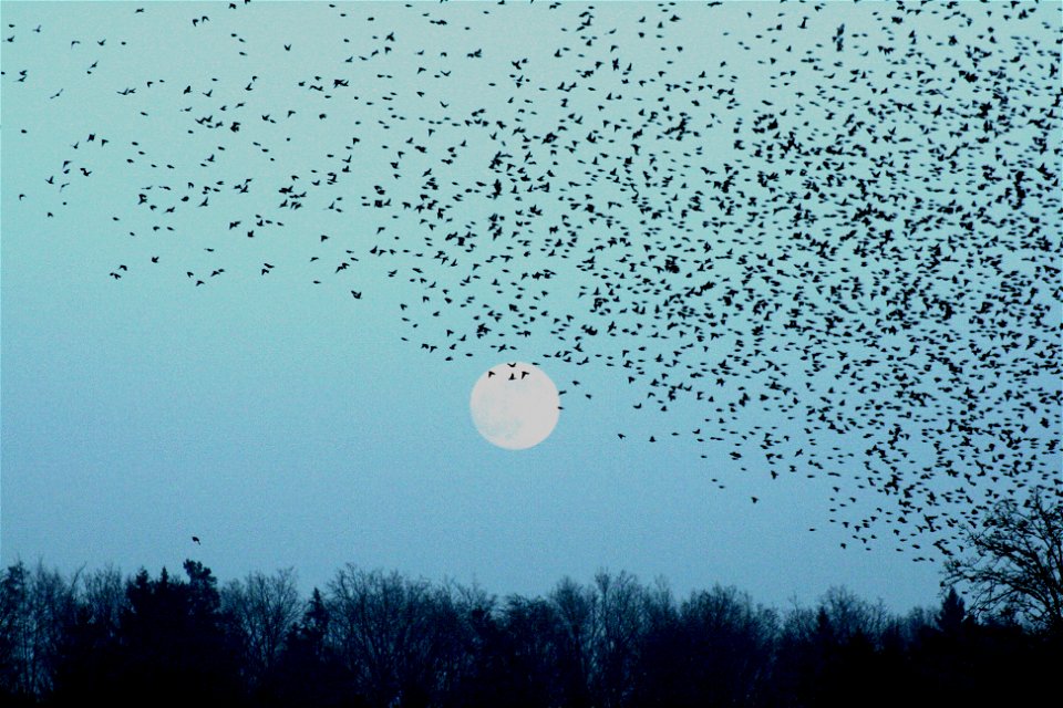 In January 2009 in Lödersdorf/Styria/Austria/Europe you could see four million bramblings (Fringilla montifringilla). - On this picture a part of the covey in front of the moon.