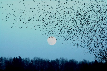 In January 2009 in Lödersdorf/Styria/Austria/Europe you could see four million bramblings (Fringilla montifringilla). - On this picture a part of the covey in front of the moon. photo