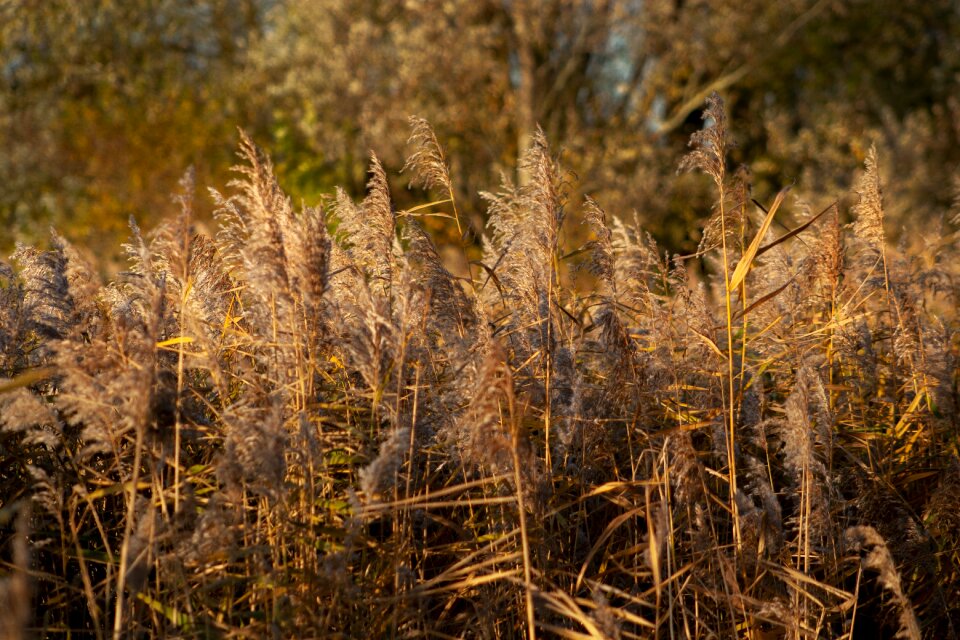 Reed grasses nature