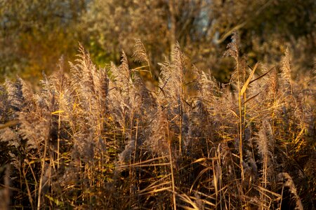 Reed grasses nature photo