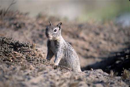 California Ground Squirrel (Spermophilus beecheyi) stepping out from its ground burrow. Taken in California. Location: Near Avocado Lake, Fresno County, CA, USA (based on data from source site) photo