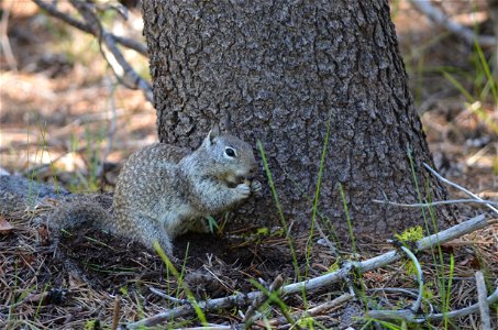 California Ground Squirrel: Spermophilus beecheyi photo