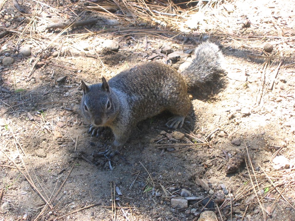 écureuil, Yosemite, Californie

This is a ground squirrel. The following ground squirrels occur around Yosemite, CA (Kays and Wilson, 2000, Mammals of North America): California ground squirrel (Otosp