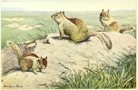 California (or Beechey) Ground Squirrels