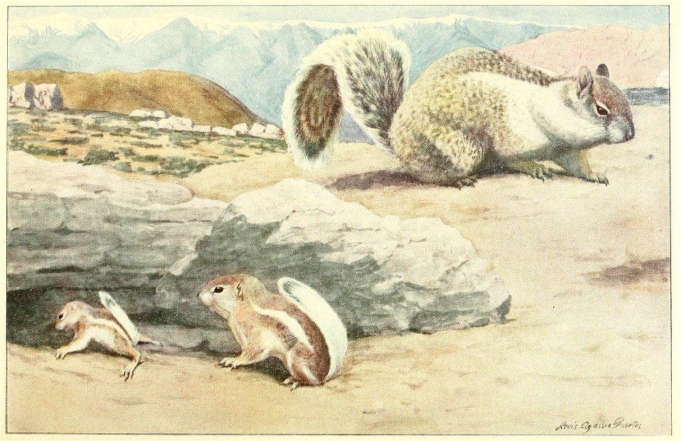 Desert Antelope Ground Squirrels (at left); Fisher Ground Squirrel (at right)