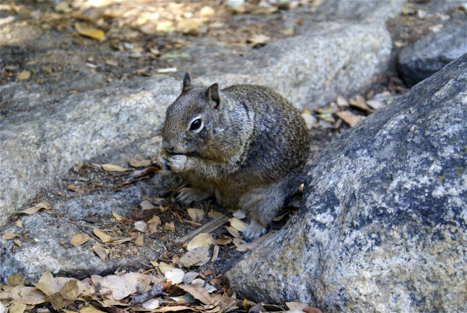 California Ground Squirrel in Yosemite National Park