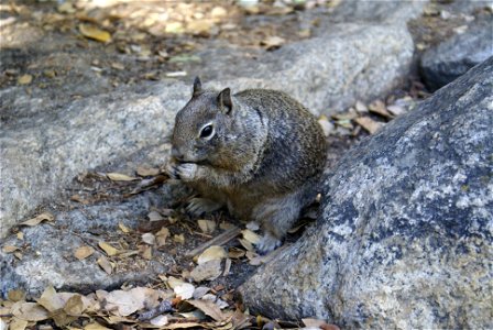 California Ground Squirrel in Yosemite National Park photo