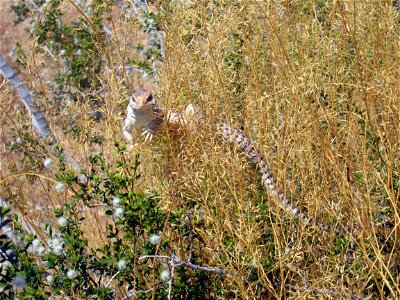 Desert iguana (Dipsosaurus dorsalis)