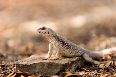 Desert iguana (Dipsosaurus dorsalis), Joshua Tree National Park. NPS/Brad Sutton photo