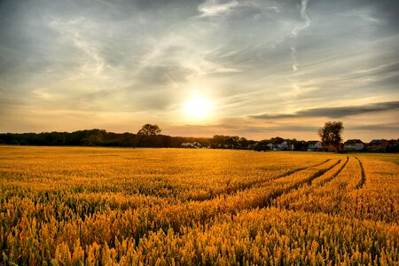 Sunset summer evening photo