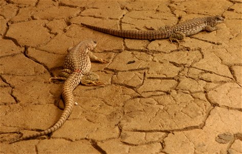 Desert iguana (Dipsosaurus dorsalis) at the Buffalo Zoo.