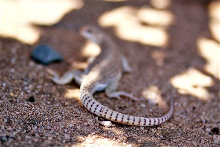 Desert iguana (Dipsosaurus dorsalis), Joshua Tree National Park. NPS/Brad Sutton photo