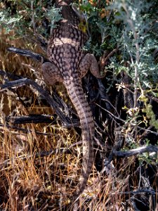 Hidden Desert Iguana