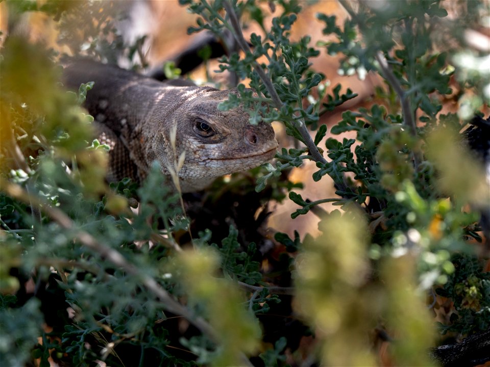 Hidden Desert Iguana