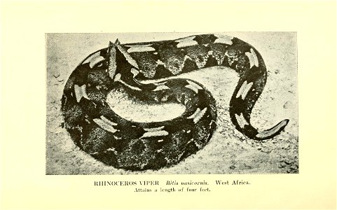 Reptiles of the world : tortoises and turtles, crocodilians, lizards and snakes of the eastern and western hemispheres / by Raymond L. Ditmars.