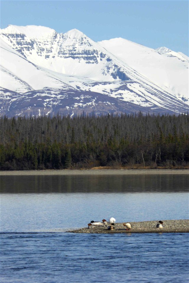 Mergansers at the mouth of Brooks River