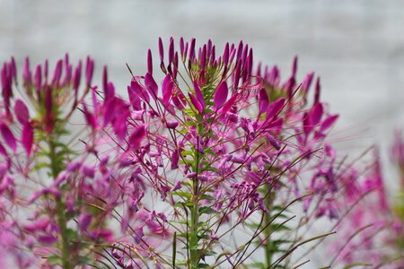 Plant pink purple photo