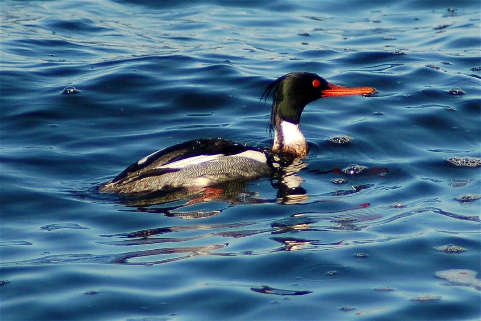 Red-breasted merganser (Mergus serrator) a diving duck.