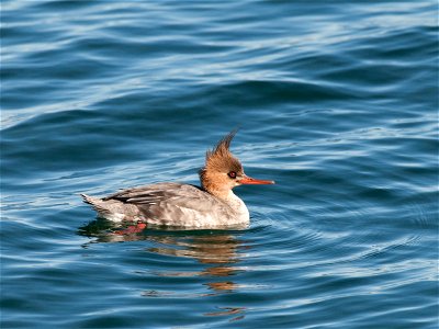 Photographed in Provincetown, MA.


Credit: USFWS