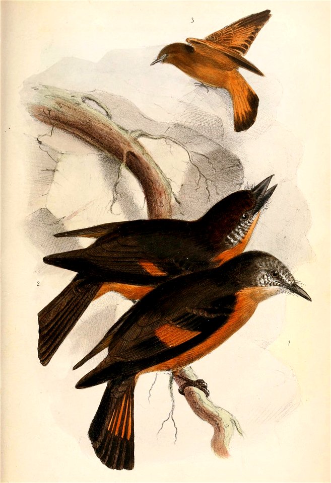 English:  
« Hirundinea bellicosa » = Hirundinea ferruginea bellicosa (Subspecies of Cliff Flycatcher)
« Hirundinea ferruginea » = Hirundinea ferruginea ferruginea (Subspe