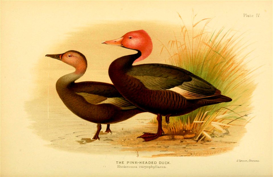 The Indian ducks and their allies [Bombay] :Published by the Bombay Natural History Society ;1908. biodiversitylibrary.org/page/36295240