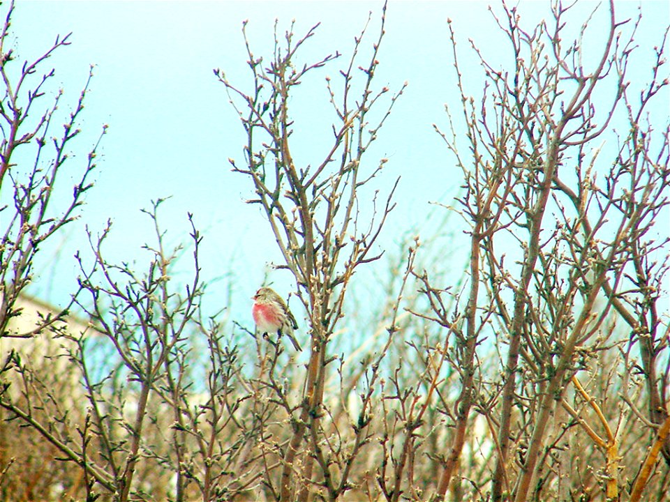 The lands of Benton Lake National Wildlife Refuge were established to protect and provide habitat for migratory birds that cross State lines and international borders and are by law a Federal trust re photo