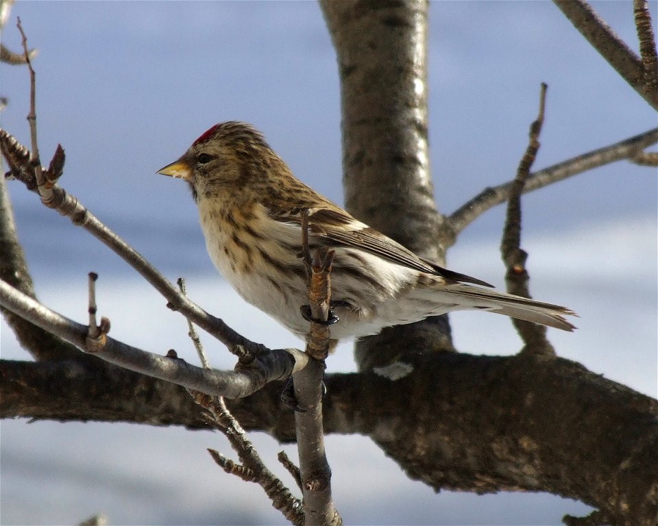 A Common Redpoll (Carduelis flammea) in Oulu, Finland