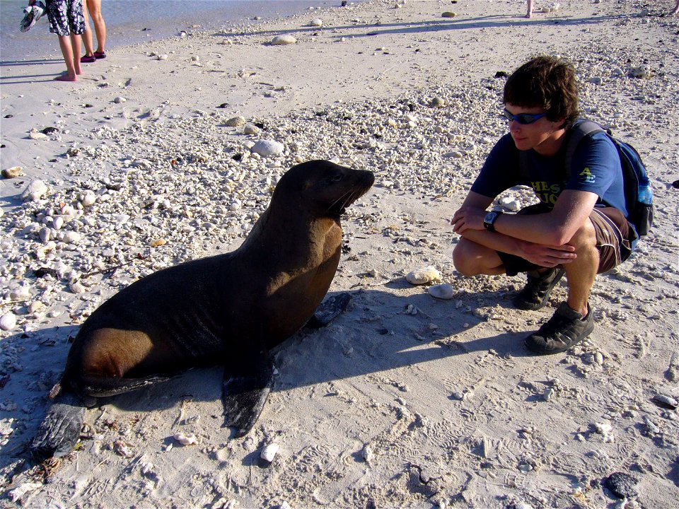 Galapagos see lion (Zalophus wollebaeki) with young male tourist