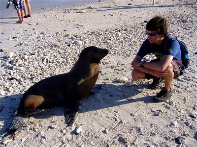 Galapagos see lion (Zalophus wollebaeki) with young male tourist