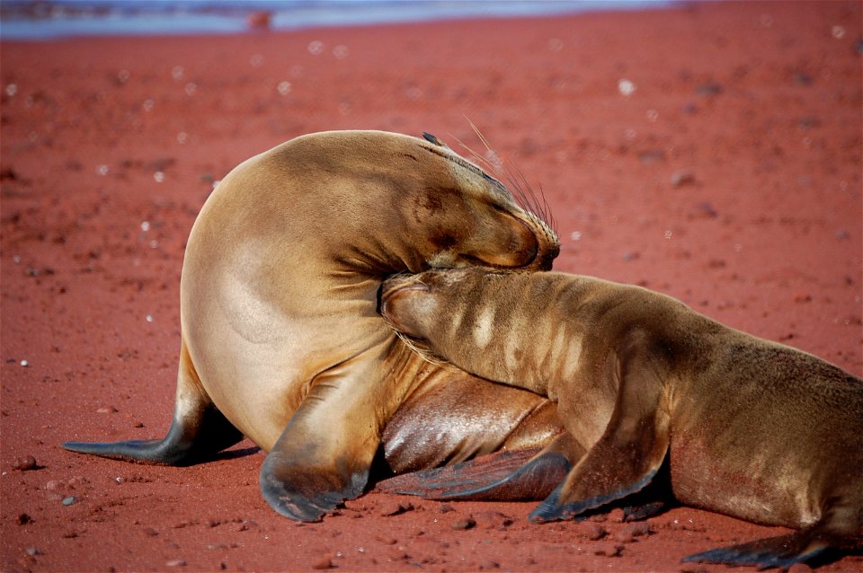 Mother sea lion and pup love - a remarkable display of affection. Galapagos Islands.