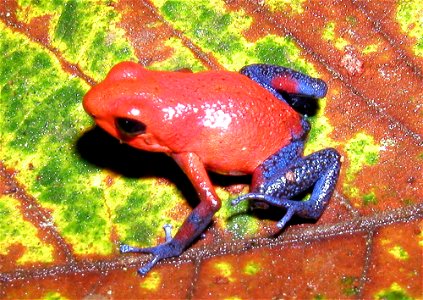 Oophaga pumilio (formerly known as Dendrobates pumilio), a poison dart frog, from Costa Rica, Central America.