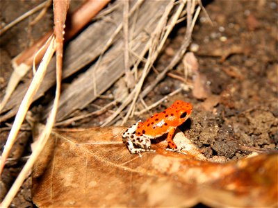 Strawberry Poison-dart Frog (Dendrobates pumilio), Basti morph photo