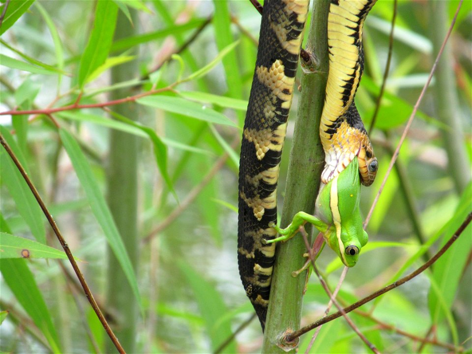 Photo by Austin Meyer/USFWS.
