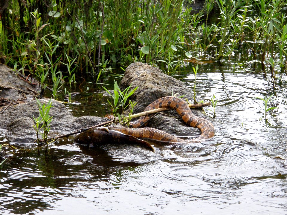 Banded Water Snake Feeding On Bullhead, Coosa River, Wetumpka, Alabama