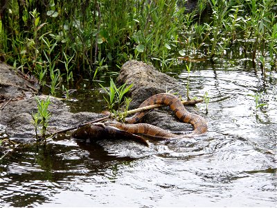 Banded Water Snake Feeding On Bullhead, Coosa River, Wetumpka, Alabama