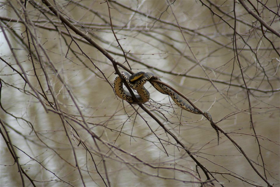 Broad banded watersnakes have been hanging around at Mingo National Wildlife Refuge​ in Missouri. If you like snakes, spring is the time to visit Mingo!

Photo by Anna Weyers/USFWS.