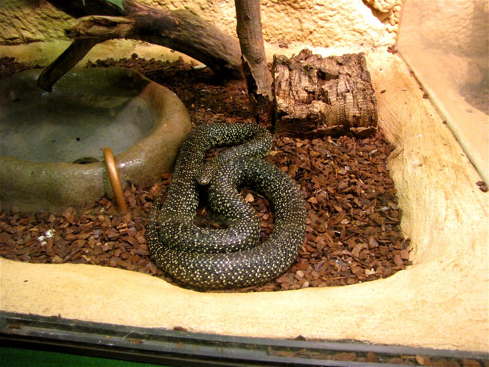 Speckled kingsnake (Lampropeltis getula holbrooki) in Helsinki Tropicario Zoo.