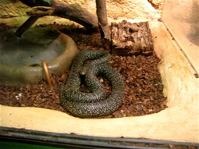 Speckled kingsnake (Lampropeltis getula holbrooki) in Helsinki Tropicario Zoo.