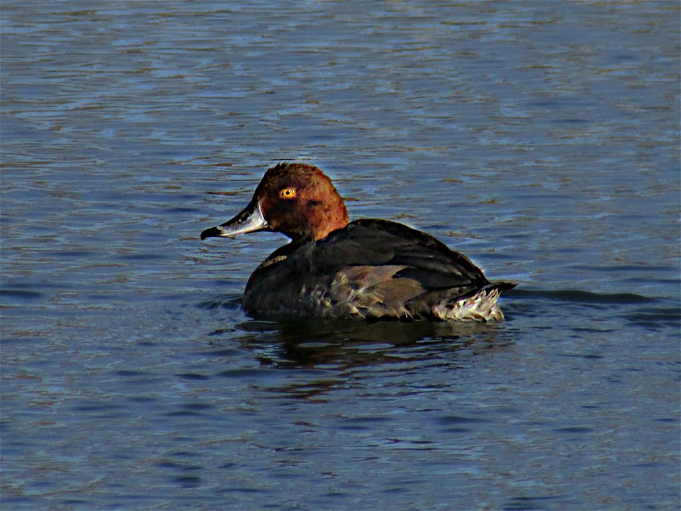 The migration is in full swing around Yankton! A lot of waterfowl stop by the hatchery because of our open water. Here is a beautiful redhead drake sitting on our trout pond.

Photo Credit: Spencer Ne