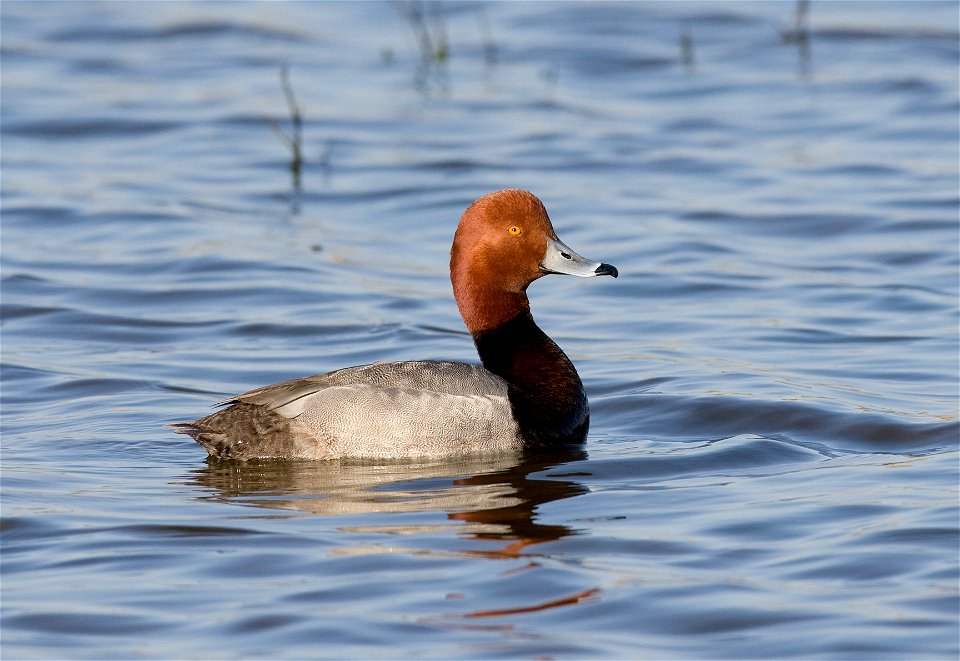 The lands of the refuge were established to protect and provide habitat for migratory birds that cross State lines and international borders and are by law a Federal trust responsibility.
The refuge i